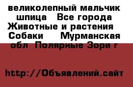 великолепный мальчик шпица - Все города Животные и растения » Собаки   . Мурманская обл.,Полярные Зори г.